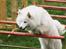 Dansk Spids Nikka - Agility - Fremsendelse,  April 2009         Foto: Mette Bendt.