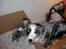 Australian shepherd laika's  Hvalpe. - kigger lige til de små