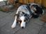 Australian shepherd laika's  Hvalpe.