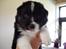 Australian shepherd laika's  Hvalpe. - Kira