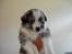 Australian shepherd laika's  Hvalpe. - Cody ( Reserveret)