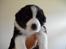 Australian shepherd laika's  Hvalpe. - Bertram Nu Kaldt Cody af ny ejer (: