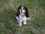 Cavalier king charles spaniel Annexgårdens Lea - Annexgårdens Lea juni 2009