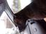 Blanding af racer Kovu