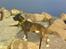 Blanding af racer Kovu