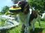 Field spaniel basse