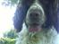 Field spaniel basse