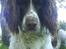 Field spaniel basse