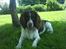 Field spaniel basse