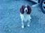 Field spaniel basse