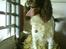 Field spaniel basse