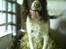 Field spaniel basse