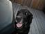 Labrador retriever Paw (Død 30-10-09) R.I.P  - Hej 