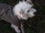 Blanding af racer jack Død d.18/12-10 :´(