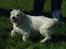 Blanding af racer jack Død d.18/12-10 :´(