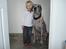 Grand danois Perle ( GD Blue Merle) - Perle og Mira