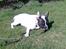Fransk bulldog Gizmo † 2011