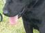 Labrador retriever Baloo - trætte vufhund, vuf vuf farveller!!<3