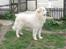Pyreneerhund Sandybear's Jaffa - Jaffa