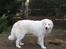 Pyreneerhund Sandybear's Jaffa