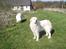 Pyreneerhund Sandybear's Jaffa - I haven