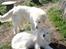 Pyreneerhund Sandybear's Jaffa - Med sin mor Havanna
