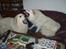 Pyreneerhund Sandybear's Jaffa - Leg med Celtia i sofaen