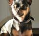 Chihuahua Buddy
