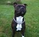 Staffordshire bull terrier Tovdals Rocky Balboa