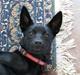 Australsk kelpie Skovfarmen´s Black Farica