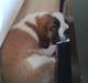 Sankt bernhardshund Basse