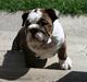 Engelsk bulldog Sweet Lady Brad aka. Lady