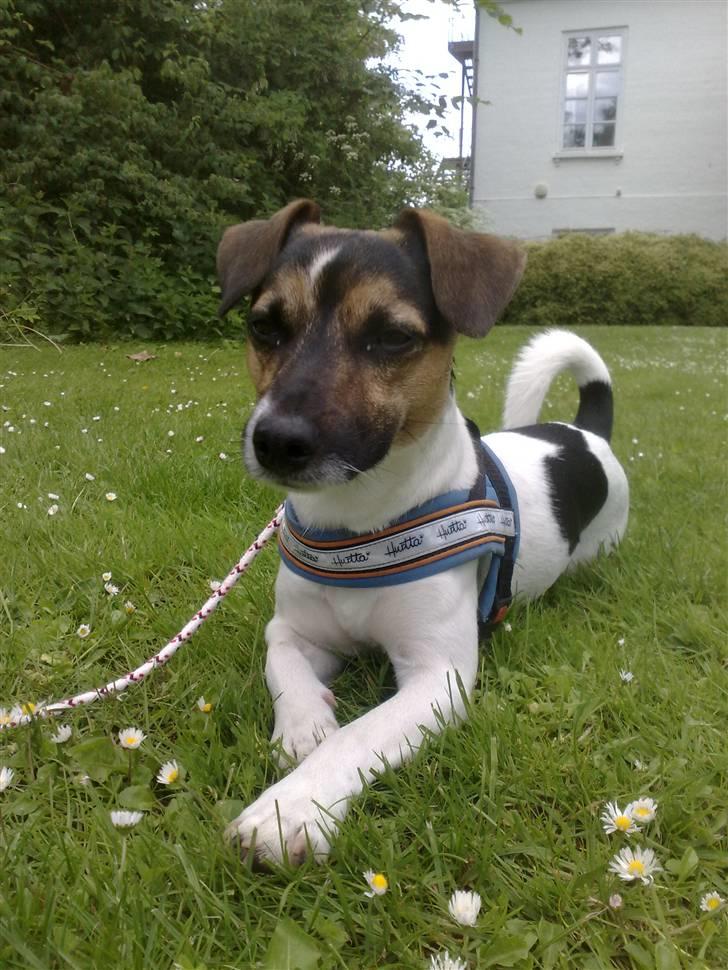 Blanding af racer Otto - Otto da jeg hentede ham. Lille bitte og meget tynd. billede 1