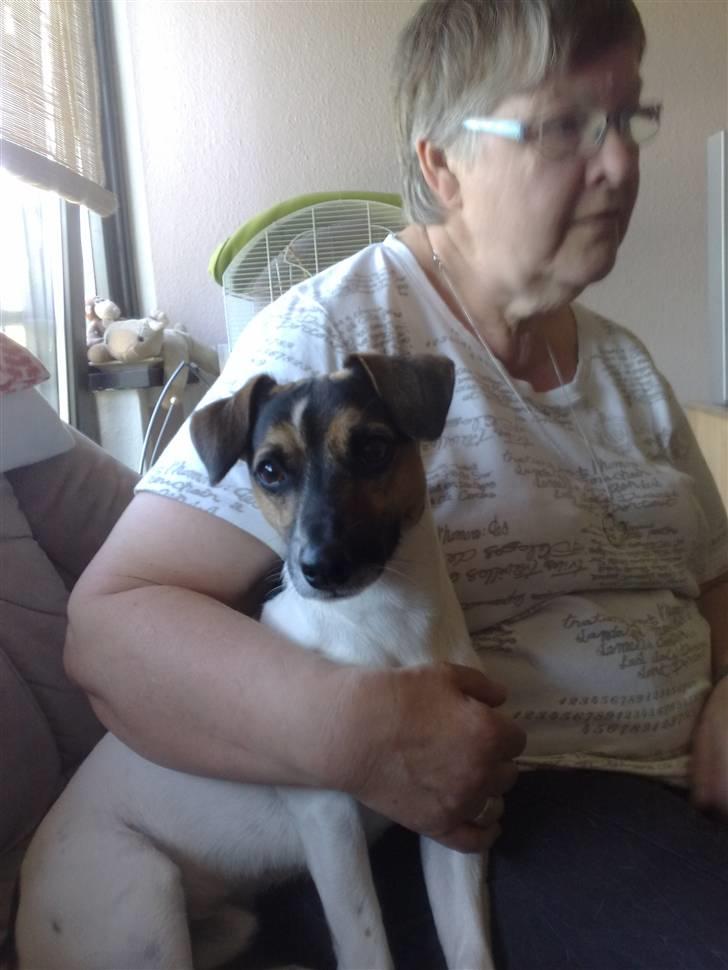 Blanding af racer Otto billede 2