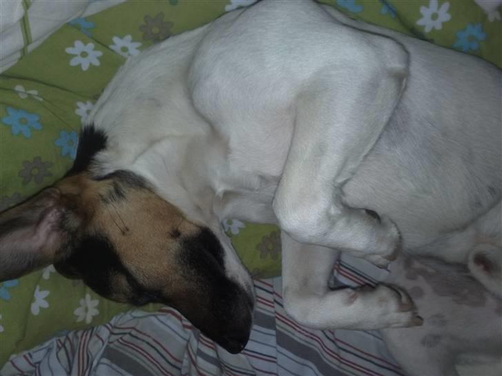 Blanding af racer Otto billede 3