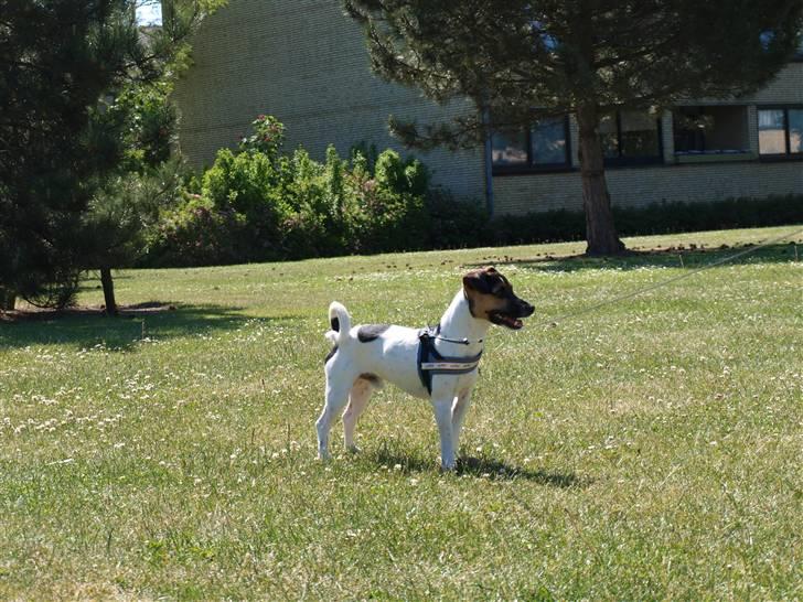 Blanding af racer Otto billede 4