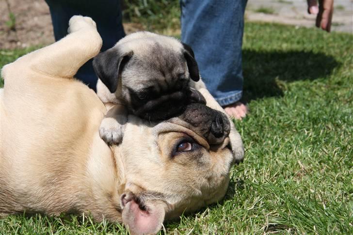 Mops Tangomopsens Teddy - her er han igang med loke.. billede 19