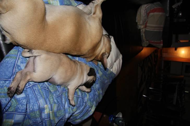 Mops Tangomopsens Teddy - bobler stadig.. billede 20