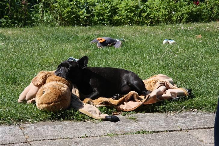 Fransk bulldog Black Magic Kinibox[Nina] billede 19