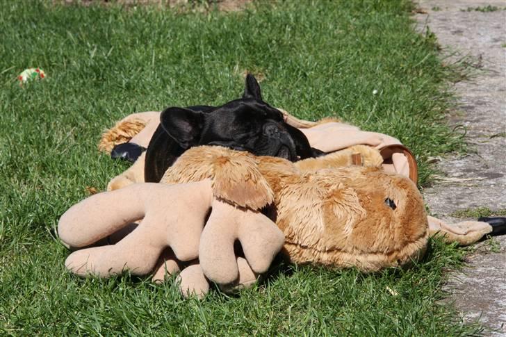 Fransk bulldog Black Magic Kinibox[Nina] billede 20