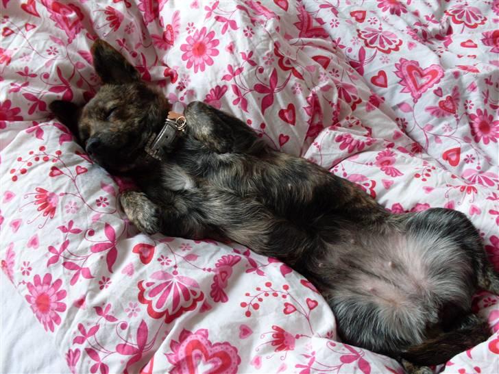 Blanding af racer Minnie billede 16