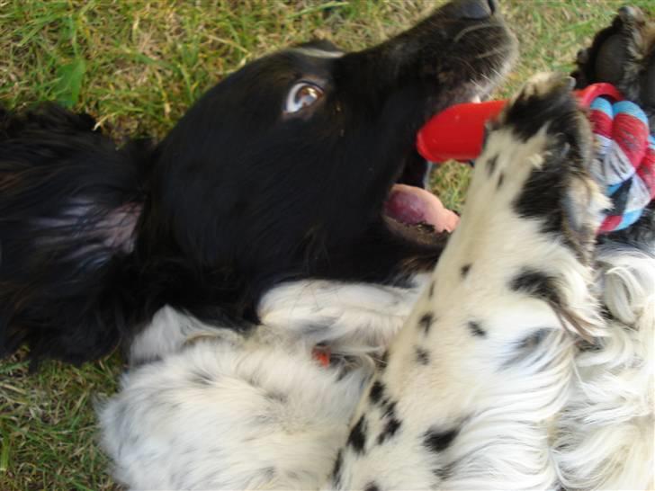 Field Trial spaniel *Victor* billede 20