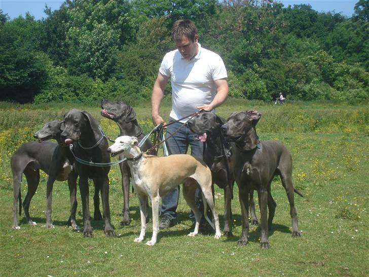 Grand danois Kenzo billede 12