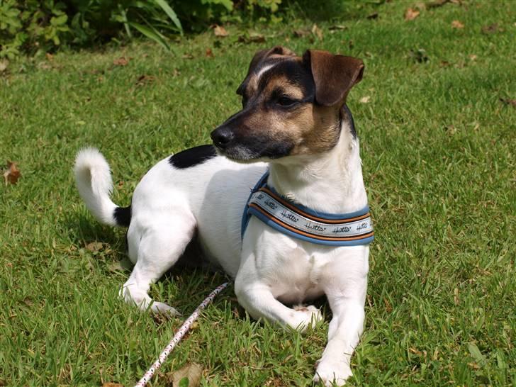 Blanding af racer Otto billede 5