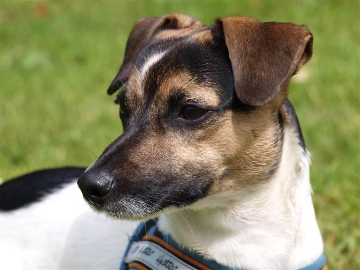 Blanding af racer Otto billede 6