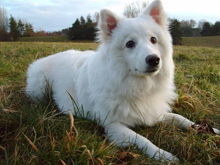 Japansk spids Balou billede 20