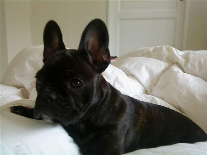 Fransk bulldog Gutzo billede 10