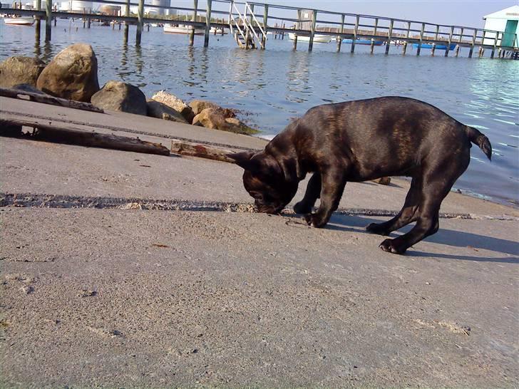 Fransk bulldog Gutzo billede 11