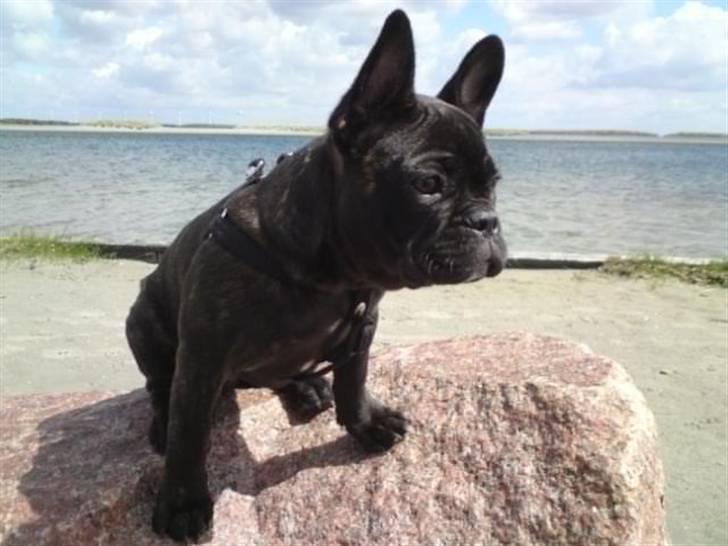 Fransk bulldog Gutzo billede 12