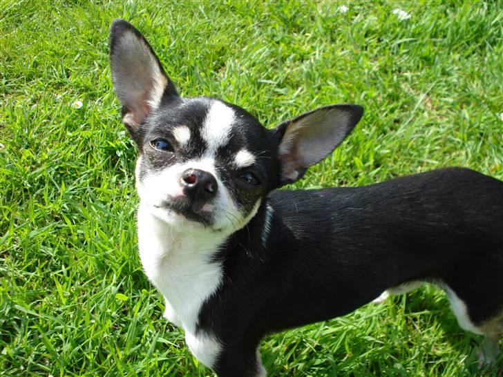 Chihuahua Batman billede 14